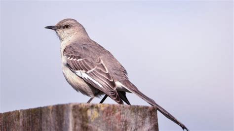 Mockingbird: Types & Facts - SongbirdHub