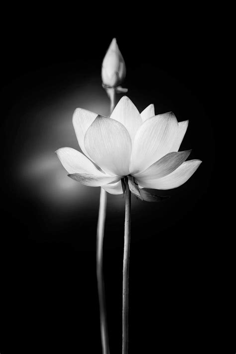 Black Lotus Flower Wallpaper