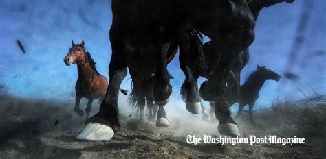 Wild horses are an out-of-control problem in the West — and ranchers ...