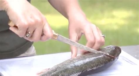 How To Clean Fillet A Fish