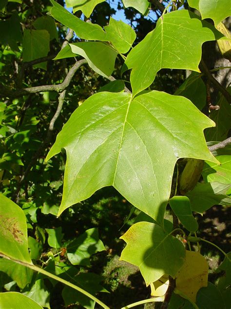 Liriodendron tulipifera (tuliptree): Go Botany