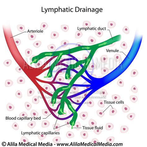 Alila Medical Media | Lymphatic System Images