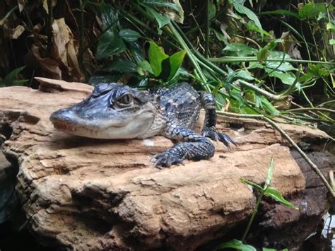 Free stock photo of alligator, baby alligator, baby gator