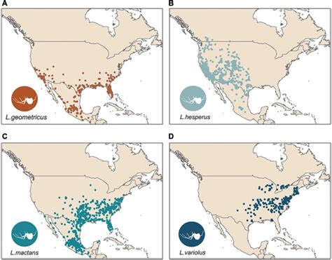 Global Distribution of Black Widow Spiders: Where to Find Them