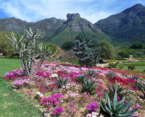 The Kirstenbosch National Botanical Garden: Culture & Lifestyle Plus– Experiences – SA Specialist