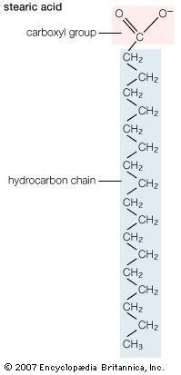 Stearic acid | chemical compound | Britannica.com