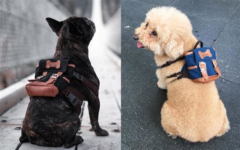 These Cute Little Dog Backpacks Lets Them Hold Their Puppies On Their Back