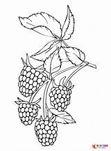 Blackberry Coloring Pages Printable For Free Download sketch template