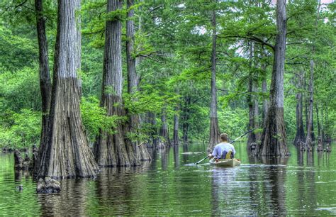 David Kayaking thur the cypress trees in Harrell bayou | Flickr