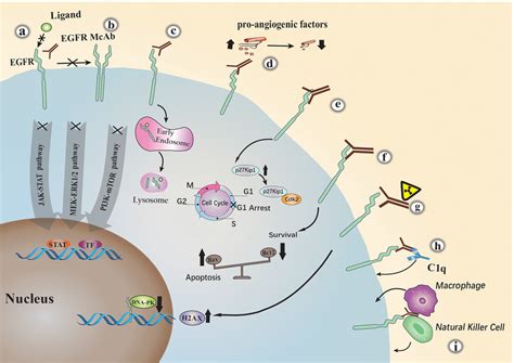 The major anti-tumor mechanisms of EGFR monoclonal antibodies.... | Download Scientific Diagram