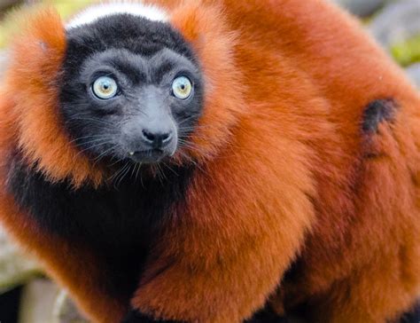 Red Ruffed Lemur - Lehigh Valley Zoo