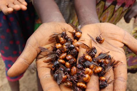 How Insects Could Help Solve Global Food Challenges | WUWM