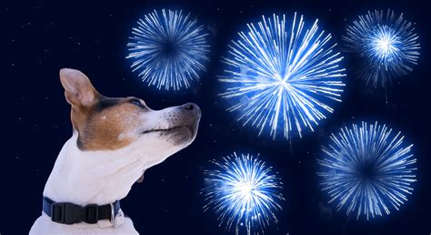 Noise Phobias: Fireworks, Thunderstorms, and Pets — Integrative Mobile ...