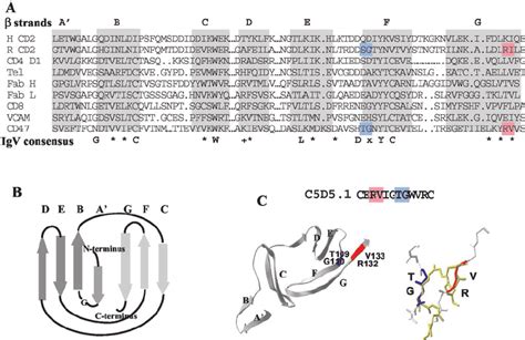 A putative SIRP ␣ binding domain on the CD47 protein surface. A , The... | Download Scientific ...