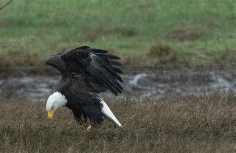 Bald Eagle Feeding | Wings Over Skagit