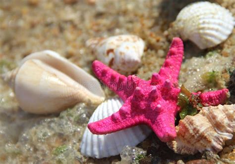 Pink Starfish And Shells On The Beach Stock Photo - Image of sand, fish: 27325144