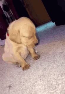 Cute Sleepy GIF - Cute Sleepy Puppy - Discover & Share GIFs | Cute ...