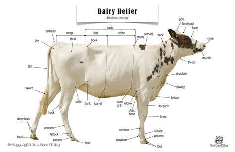 Dairy Heifer Anatomy, Poster - One Less Thing