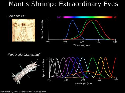 Mantis Shrimp - Natural Psychedelic Vision and Awesomeness - Third Monk