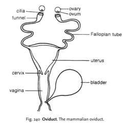 Oviducts | definition of Oviducts by Medical dictionary