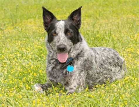 Blue Merle Australian Cattle Dog