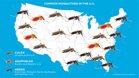 Mosquitoes In California 2024 List - Amata Bethina