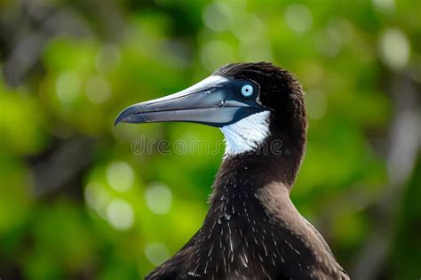 Frigatebird - Oceans Worldwide Stock Illustration - Illustration of hunting, wingspan: 304794704