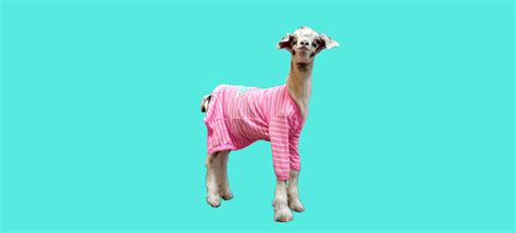 Goats in Pajamas | Free Baby Goat Event | Jan. 21 | LaClare Creamery