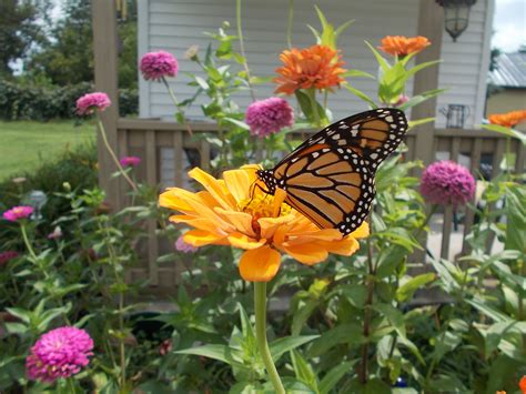 Butterfly Garden with Native Plants