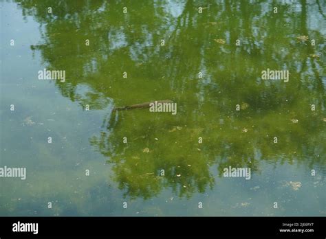 fish swimming in a dirty pond Stock Photo - Alamy