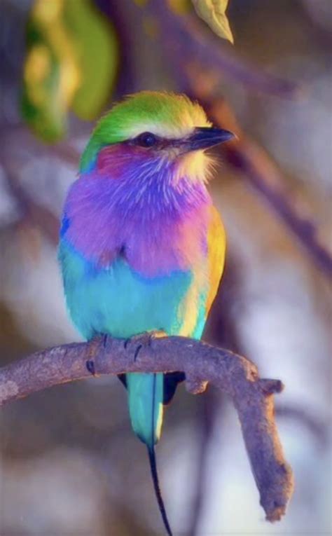 943 best Pretty Bird images on Pholder | Divorced Birds, Birding and Arrow