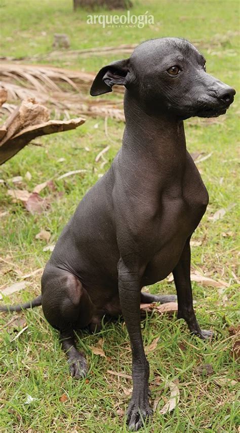 Xoloitzcuintli Unique Dog Breeds, Rare Dog Breeds, Popular Dog Breeds, Chinese Crested Hairless ...