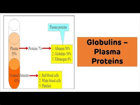 Globulins Explained with Examples || Plasma Proteins - YouTube