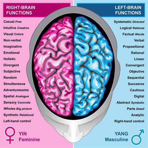 Human Brain Left and Right, What You are Stock Vector - Illustration of ...