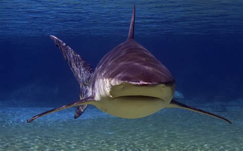 Bull Shark - Shark Facts and Information