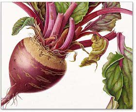 Beetroot (detail) by Susannah Blaxill. Watercolour Botanical Watercolor ...