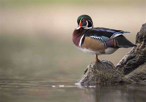 19 Wood Duck Facts About These Quirky Quackers - Facts.net