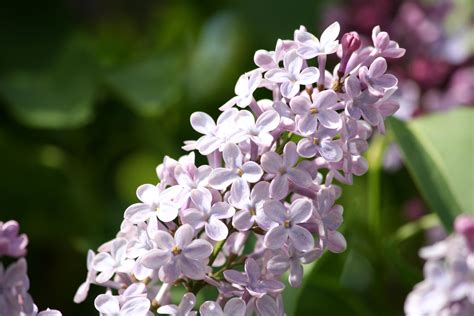 Free picture: cluster, purple, lilac, flowers