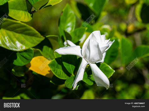 Cape Jasmine, Gardenia Image & Photo (Free Trial) | Bigstock