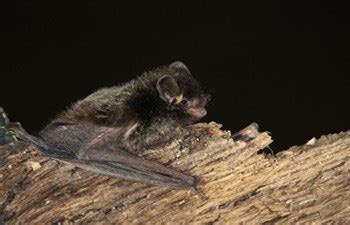 Bats - Glen Canyon National Recreation Area (U.S. National Park Service)