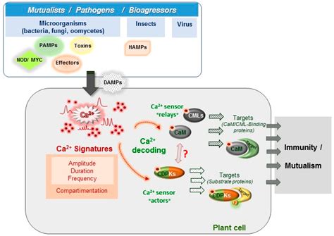 IJMS | Free Full-Text | Calcium Signalling in Plant Biotic Interactions