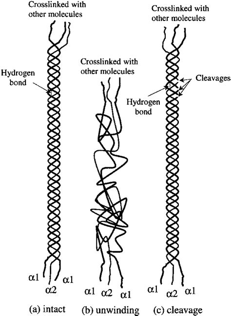 Schematic representation of structural changes in collagen molecules... | Download Scientific ...