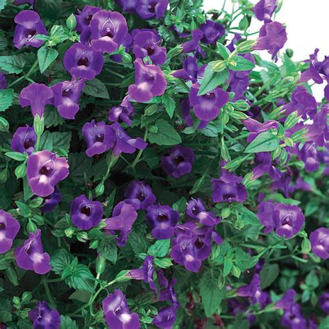 Summer Wave® Large Violet - Wishbone Flower - Torenia hybrid | Proven ...