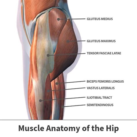 Anterior Hip Muscles