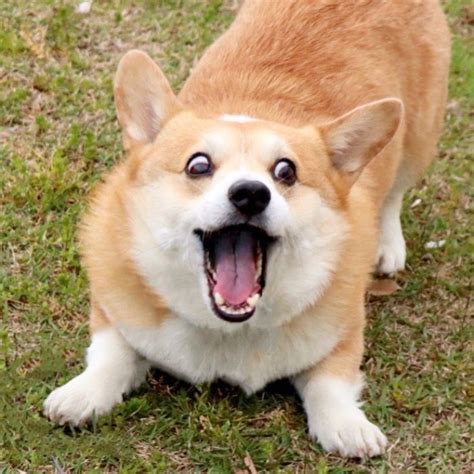 Meet Gen, A Corgi From Japan Whose Facial Expressions Can Instantly ...