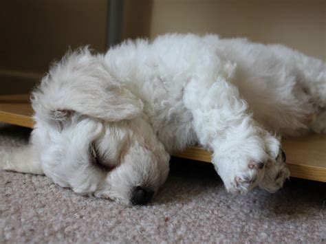 Top Funny Sleeping Puppy Wallpapers | Bichon frise puppy, Bichon frise, Bichon frise dogs