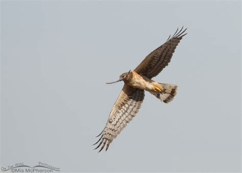 Nesting Northern Harrier – Mia McPherson's On The Wing Photography