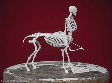 Centaur Skeleton on Behance