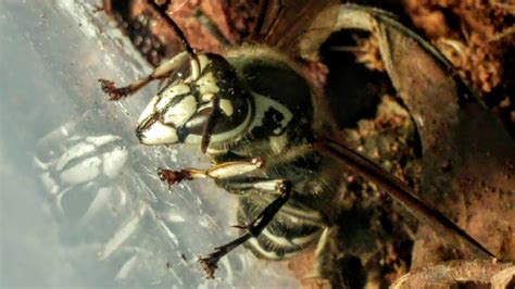 *New!!* Bald Faced Hornet Queen Adventures! - YouTube