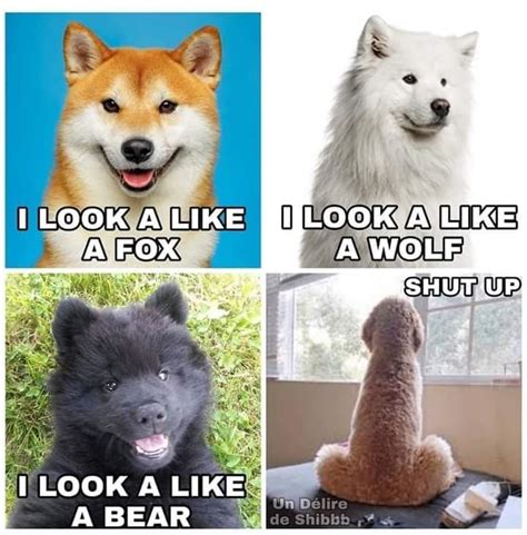 What does your dog look like .. : r/memes